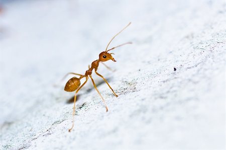 red ant in green nature or in the garden Stock Photo - Budget Royalty-Free & Subscription, Code: 400-05727795