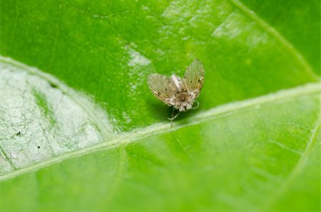 simsearch:400-06138663,k - Aphid insect in green nature or in the garden Stock Photo - Budget Royalty-Free & Subscription, Code: 400-05727807