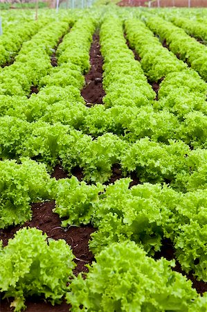 simsearch:400-04823439,k - green and red healthy lettuce growing in the soil Stockbilder - Microstock & Abonnement, Bildnummer: 400-05727869