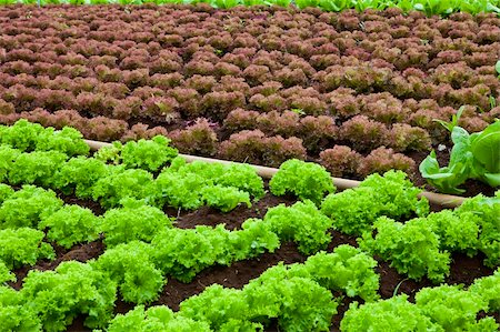 simsearch:400-04823439,k - green and red healthy lettuce growing in the soil Stock Photo - Budget Royalty-Free & Subscription, Code: 400-05727870