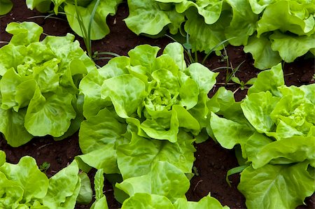 simsearch:400-05916885,k - green and red healthy lettuce growing in the soil Stock Photo - Budget Royalty-Free & Subscription, Code: 400-05727871