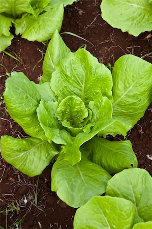 simsearch:400-05916885,k - green  healthy lettuce growing in the soil Stock Photo - Budget Royalty-Free & Subscription, Code: 400-05727873
