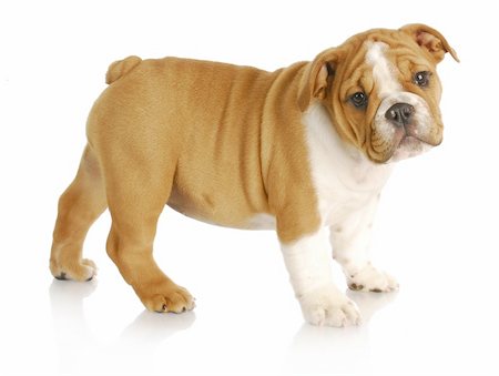simsearch:400-08187913,k - cute puppy - english bulldog puppy standing looking at viewer on white background - nine weeks old Photographie de stock - Aubaine LD & Abonnement, Code: 400-05728075