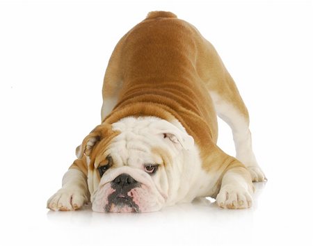 simsearch:400-08187913,k - playful dog - english bulldog with reflection on white background Photographie de stock - Aubaine LD & Abonnement, Code: 400-05728070