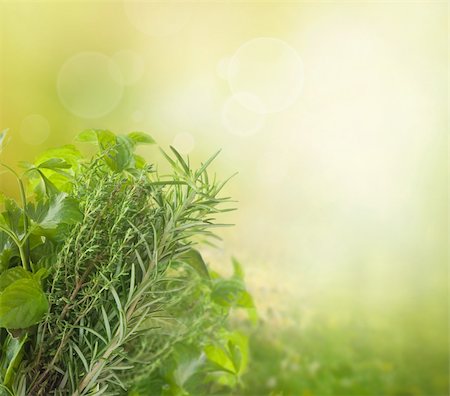 Variety of fresh herbs in the garden with bokeh lights Stock Photo - Budget Royalty-Free & Subscription, Code: 400-05728154