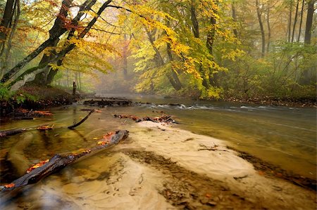 people with forest background - Autumn in the woods with a creek running through the woods one day with haze Stock Photo - Budget Royalty-Free & Subscription, Code: 400-05728157