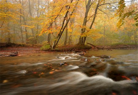people with forest background - Autumn in the woods with a creek running through the woods one day with haze Stock Photo - Budget Royalty-Free & Subscription, Code: 400-05728159
