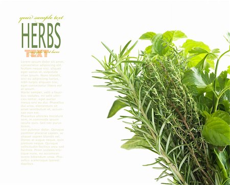 simsearch:6108-06168404,k - Variety of fresh herbs with copyspace isolated on white Stockbilder - Microstock & Abonnement, Bildnummer: 400-05728152