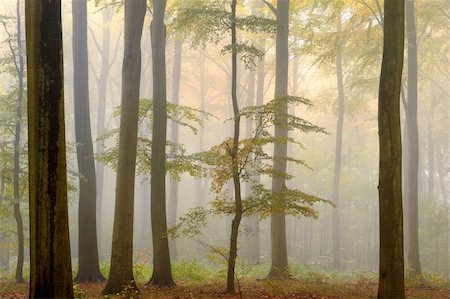 simsearch:6109-08944840,k - Fall in forest with mist Fotografie stock - Microstock e Abbonamento, Codice: 400-05728171
