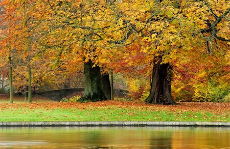 Old bridge in a park with beautiful autumn colors and with a lake in the foreground Stock Photo - Budget Royalty-Free & Subscription, Code: 400-05728203