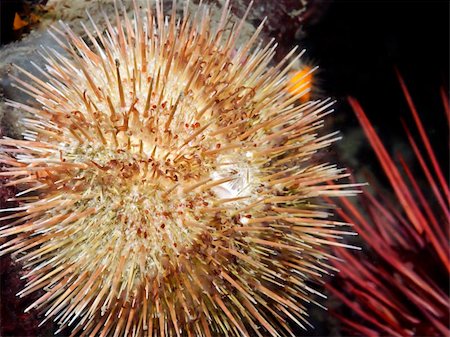 A close up of a Green Urchin found in BC, Canada. Often harvested for uni (gonads) and shipped to Japan. Foto de stock - Super Valor sin royalties y Suscripción, Código: 400-05728768