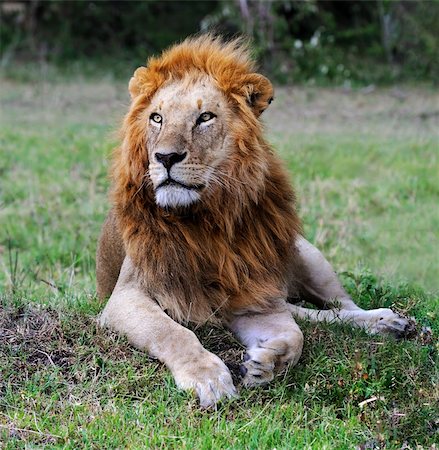 simsearch:400-07922590,k - Great lion in kenya Stockbilder - Microstock & Abonnement, Bildnummer: 400-05729634