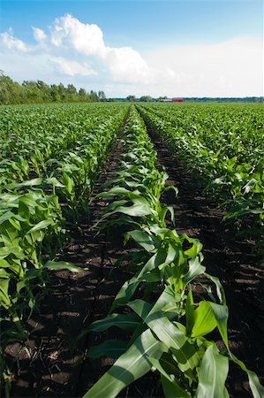 Rows of Corn under a Cloudy Blue Sky Fotografie stock - Microstock e Abbonamento, Codice: 400-05729916