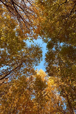 simsearch:6109-08929250,k - Crown of various autumn trees against the background of blue sky. View from below Foto de stock - Super Valor sin royalties y Suscripción, Código: 400-05720024