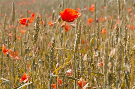 simsearch:400-06760836,k - detail of golden wheat with red poppy Photographie de stock - Aubaine LD & Abonnement, Code: 400-05720052