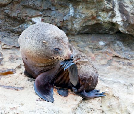 simsearch:400-06094384,k - A Hooker's Seal Lion resting on a rock on the New Zealand coast. Fotografie stock - Microstock e Abbonamento, Codice: 400-05720284