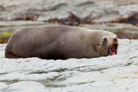 simsearch:400-06094384,k - A Hooker's Seal Lion resting on a rock on the New Zealand coast. Fotografie stock - Microstock e Abbonamento, Codice: 400-05720283