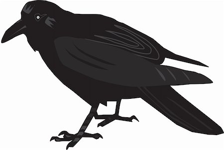 silvav (artist) - Illustration of a black raven Foto de stock - Super Valor sin royalties y Suscripción, Código: 400-05720705
