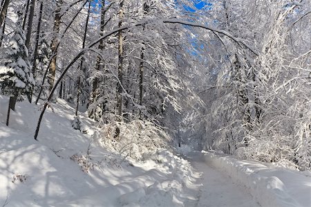 simsearch:400-05306863,k - a rustic road through the woods in winter Fotografie stock - Microstock e Abbonamento, Codice: 400-05721177