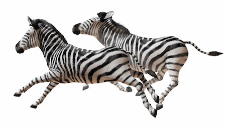 running zebra Stock Photo - Budget Royalty-Free & Subscription, Code: 400-05721450