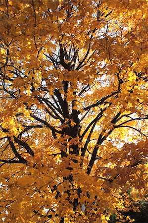 simsearch:400-05254593,k - old autumn tree as nice autumn background Stock Photo - Budget Royalty-Free & Subscription, Code: 400-05721564