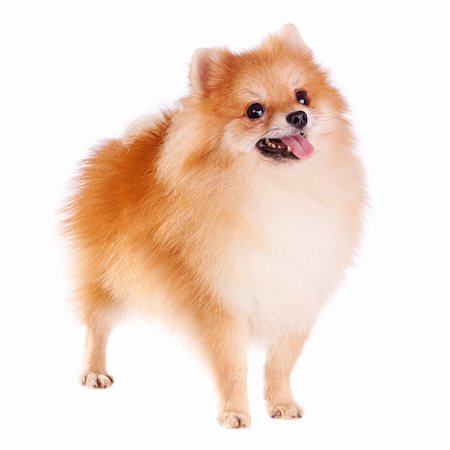 simsearch:400-05672007,k - Pomeranian dog isolated on a white background Stockbilder - Microstock & Abonnement, Bildnummer: 400-05722357