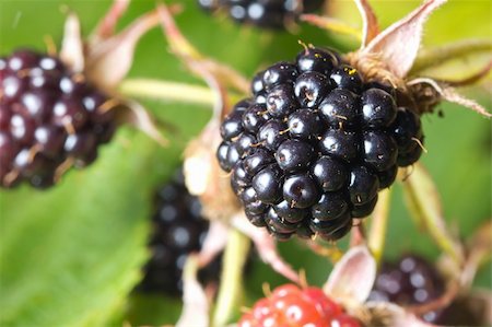 Close-up of ripe blackberries bunch Stock Photo - Budget Royalty-Free & Subscription, Code: 400-05722364