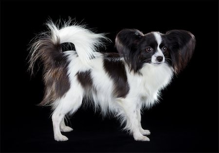 simsearch:400-05722368,k - Dog breed Papillon on a black background Stock Photo - Budget Royalty-Free & Subscription, Code: 400-05722367