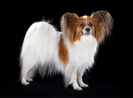 simsearch:400-05722368,k - Dog breed Papillon on a black background Stock Photo - Budget Royalty-Free & Subscription, Code: 400-05722368