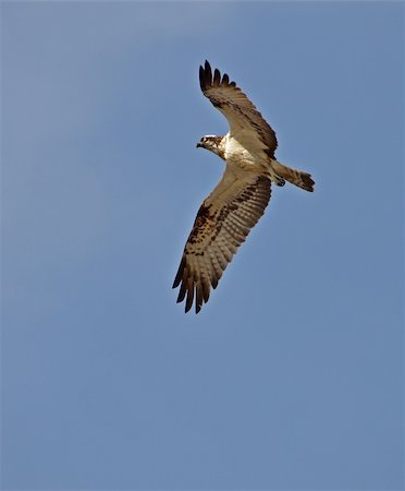 fischadler - young osprey flying in the sky Stockbilder - Microstock & Abonnement, Bildnummer: 400-05722471