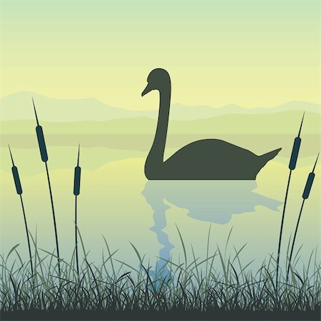 swan river - A Swan on Water with Reeds and Grass Foto de stock - Royalty-Free Super Valor e Assinatura, Número: 400-05723062