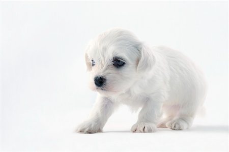 small white dog with fur - isolated on white, dog in the studio Stock Photo - Budget Royalty-Free & Subscription, Code: 400-05723547