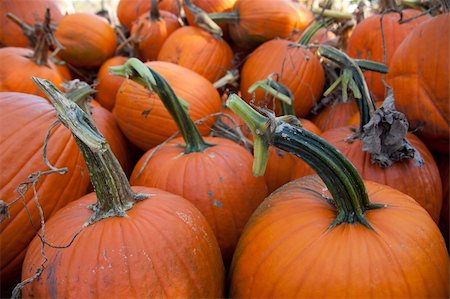 simsearch:400-07089027,k - Pile of pumpkins from a pumpkin patch Stock Photo - Budget Royalty-Free & Subscription, Code: 400-05723976