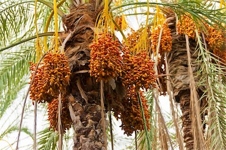Bunch of dates is hanging from the palm Stock Photo - Budget Royalty-Free & Subscription, Code: 400-05734040