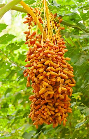 Bunch of dates is hanging from the palm Stock Photo - Budget Royalty-Free & Subscription, Code: 400-05734041