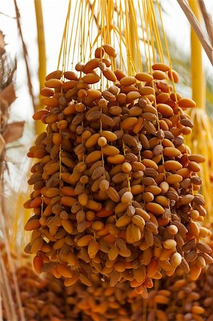 Bunch of dates is hanging from the palm Stock Photo - Budget Royalty-Free & Subscription, Code: 400-05734042