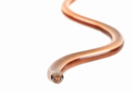 poikilotherm - Young slowworm (Anguis fragilis) isolated on white background Stockbilder - Microstock & Abonnement, Bildnummer: 400-05734050