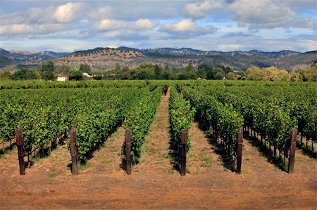 southern french - Rows of green vines in a vineyard in Napa, California Stock Photo - Budget Royalty-Free & Subscription, Code: 400-05734126