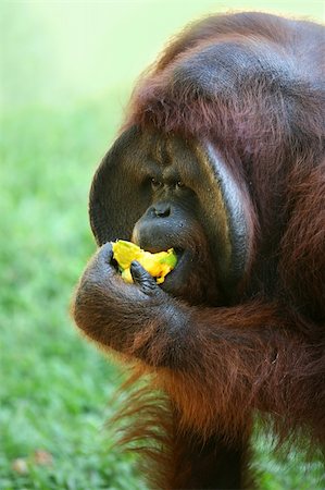 red ape - The orangutan eats a mango Stock Photo - Budget Royalty-Free & Subscription, Code: 400-05734132
