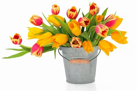 simsearch:400-06356460,k - Tulip flowers in red, yellow and striped colours in an old metal bucket  and scattered isolated over white background. Foto de stock - Super Valor sin royalties y Suscripción, Código: 400-05734324