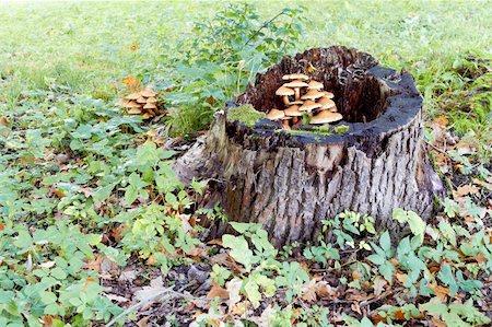 simsearch:400-07038465,k - agaric honey fungus like to live on the stub in forest Photographie de stock - Aubaine LD & Abonnement, Code: 400-05735059