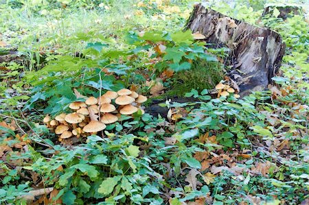 simsearch:400-07038465,k - agaric honey fungus like to live on the stub in forest Photographie de stock - Aubaine LD & Abonnement, Code: 400-05735064