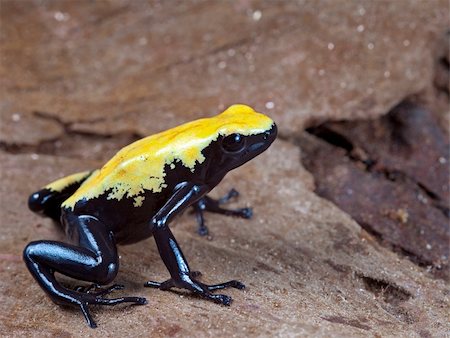 dendrobates galactonotus - yellow and black poison dart frog,dendrobates galactonotus of Brazil Amazon rain forest, exotic pet animal in tropical rainforest terrarium Stock Photo - Budget Royalty-Free & Subscription, Code: 400-05735355