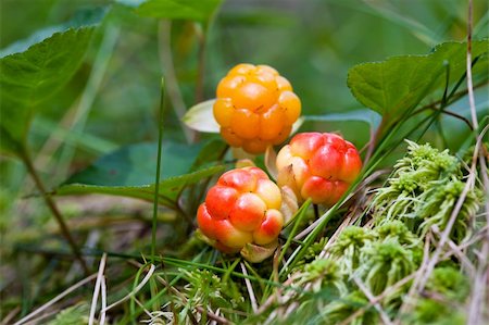 Cloud berries on a bog close up in summer Photographie de stock - Aubaine LD & Abonnement, Code: 400-05735555