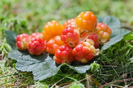 Cloud berries on a bog close up in summer Photographie de stock - Aubaine LD & Abonnement, Code: 400-05735556