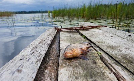 Crude, fresh fish (tench) Photographie de stock - Aubaine LD & Abonnement, Code: 400-05735557