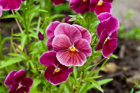 flowers on a sunny day Photographie de stock - Aubaine LD & Abonnement, Code: 400-05735551