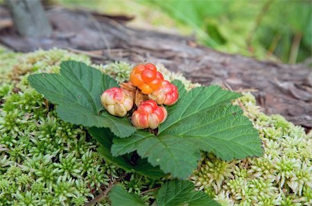 Cloudberry closeup in summer. Fresh wild fruit Photographie de stock - Aubaine LD & Abonnement, Code: 400-05735553