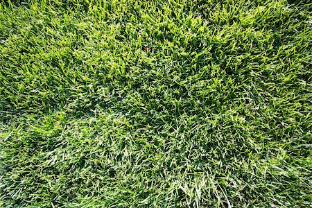 simsearch:400-05731622,k - Background with fresh green grass Stock Photo - Budget Royalty-Free & Subscription, Code: 400-05735698