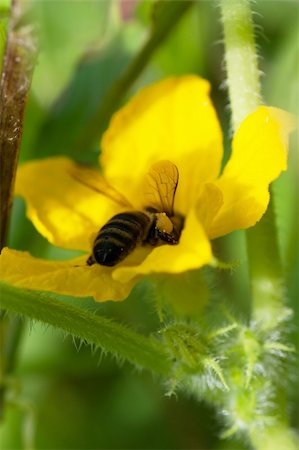 simsearch:400-04593284,k - Bee on a flower in a garden gathering honey Foto de stock - Super Valor sin royalties y Suscripción, Código: 400-05735691
